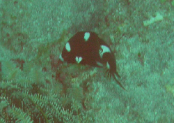 Bodianus axillaris JUV 00443.JPG